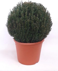 Taxus baccata - pot - bolvorm diameter 50+ cm