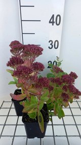 Sedum 'Carl' - pot 9x9 cm