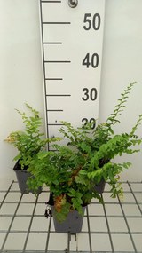 Polystichum acrostichoides - pot 9x9 cm