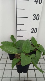 Salvia pratensis 'Swan Lake' - pot 9x9 cm