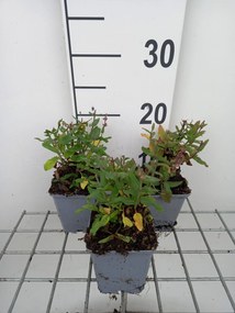 Salvia nemorosa'Florsalpi'(Sensation Medium Pink) - pot 9x9 cm