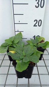 Verbascum phoeniceum 'Flush of White' - pot 9x9 cm