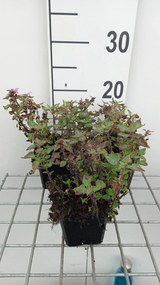 Lamium maculatum 'Anne Greenaway' - pot 9x9 cm -