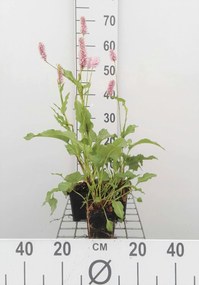 Persicaria bistorta 'Superba' - pot 9x9 cm -