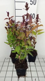 Nepeta subsessilis 'Laufen' - pot 9x9 cm