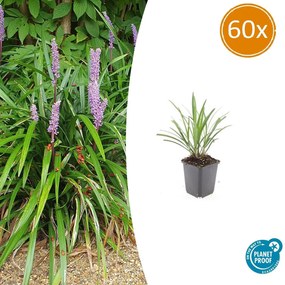 Liriope Muscari 'Ingwersen' - 20cm