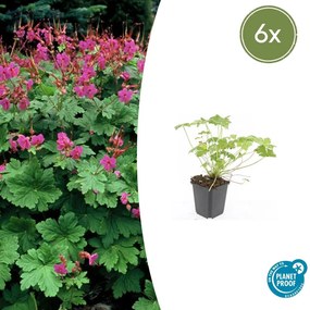 Geranium macrorrhizum 'Czakor' - 20cm