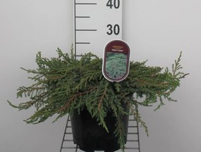 Juniperus communis 'Green Carpet' - pot - 25-30 cm