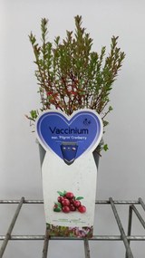 Vaccinium macrocarpon - pot - 30-40 cm -