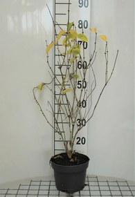 Lonicera tatarica 'Hack's Red' - pot - 40-60 cm