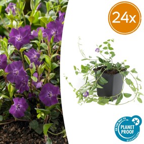 Vinca Minor 'Atropurpurea' - 20cm
