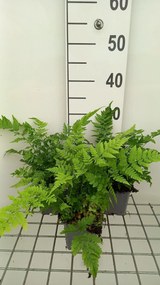 Dryopteris dilatata - pot 9x9 cm