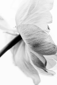 Foto Blooming Flower, Magda Izzard