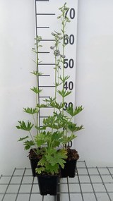 Delphinium 'Cliveden Beauty' - pot 9x9 cm -