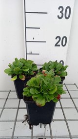 Gypsophila cerastioides - pot 9x9 cm
