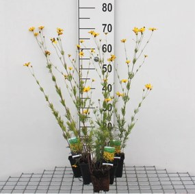 Coreopsis verticillata 'Zagreb' - pot 9x9 cm -