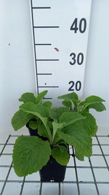 Digitalis purpurea 'Sutton's Apricot' - pot 9x9 cm -