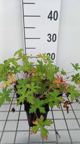 Geranium x oxonianum 'Rose Clair' - pot 9x9 cm
