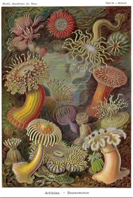 Poster Ernst Haeckel - Seeanemonen
