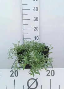 Cerastium tomentosum - pot 9x9 cm -