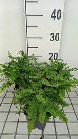 Adiantum pedatum - pot 9x9 cm -