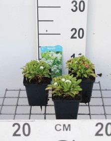 Myosotis palustris 'Ice Pearl' - pot 9x9 cm