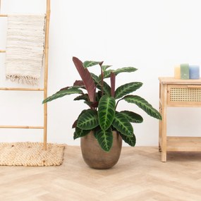 Calathea Warscewiczii - 80 cm