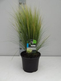 Stipa tenuifolia - pot 3L -