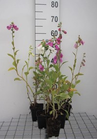 Digitalis purpurea 'Gloxiniiflora' - pot 9x9 cm -