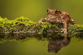 Foto A common toad, MarkBridger, (40 x 26.7 cm)