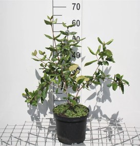 Viburnum x burkwoodii - pot - 40-60 cm