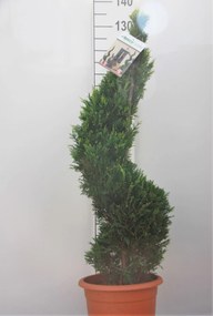 x Cupressocyparis leylandii 'Castlewellan' - pot 14L - 100-125 cm - spiraalvorm