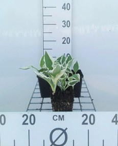 Hosta 'Patriot' - pot 9x9 cm