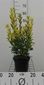 Euonymus japonicus 'Ovatus Aureus' - pot - 20-30 cm