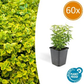 Euonymus Fortunei 'Emerald 'n Gold' - 20cm