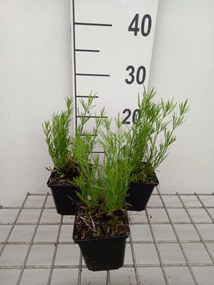 Coreopsis 'Madras Magic' - pot 9x9 cm