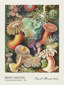 Kunstreproductie Actiniae–Seeanemonen (1904), Ernst Haeckel