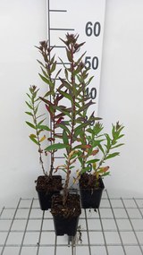 Aster novae-angliae 'Septemberrubin' (September Ruby) - pot 9x9 cm -