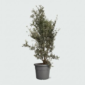 Olea Europaea olijf struik - 160cm