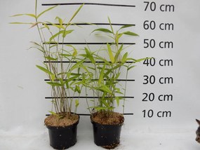 Pleioblastus auricomus - pot 2L