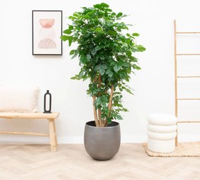 Radermachera Hainanensis - 170cm