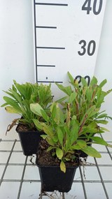 Coreopsis grandiflora'Early Sunrise'- pot 9x9 cm - Meisjesogen