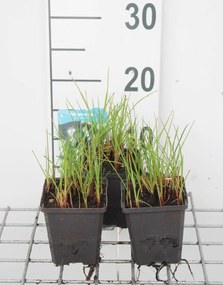 Eriophorum angustifolium - pot 9x9 cm