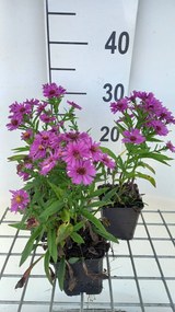 Aster 'Starlight' - pot 9x9 cm
