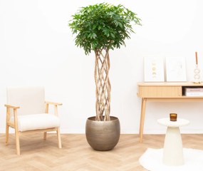 Schefflera Arboricola Compacta gevlochten cilinder - 160cm