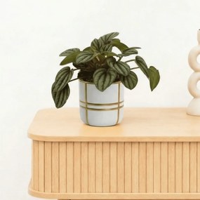 Bambino Peperomia Piccolo Banda - 10cm