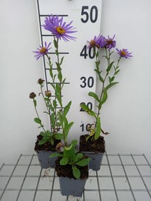 Aster amellus 'Blue King' - pot 9x9 cm -