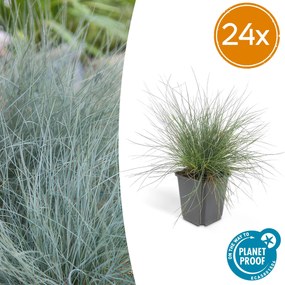 Festuca Glauca 'Elijah Blue' - 20cm