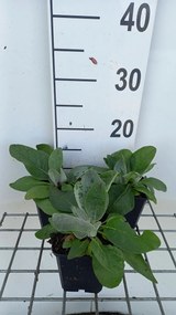 Verbascum bombyciferum - pot 9x9 cm