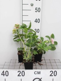 Helleborus orientalis 'Pretty Ellen Pink' - pot 9x9 cm -